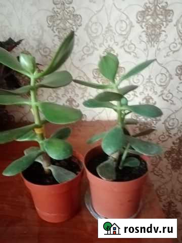 Комнатное растение Денежное дерево Курск - изображение 1