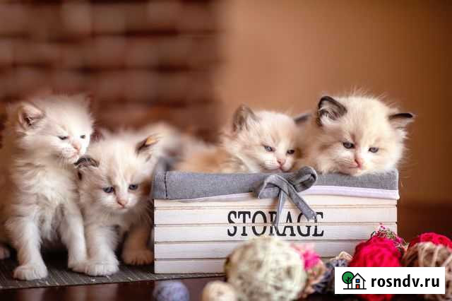 Питомник предлагает в резерву котят породы рэгдолл Щёлково - изображение 1