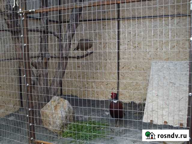 Фазаны Богданович - изображение 1