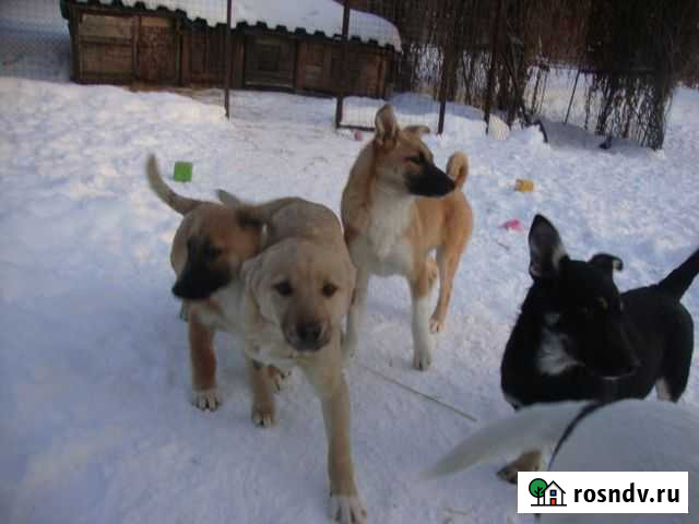 18 щенков ищут добрых хозяев Кемерово - изображение 1