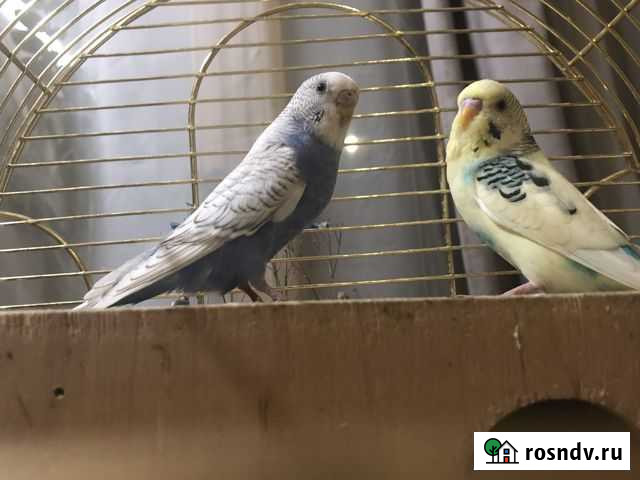 Молодая пара волнистых попугаев с клеткой Москва - изображение 1