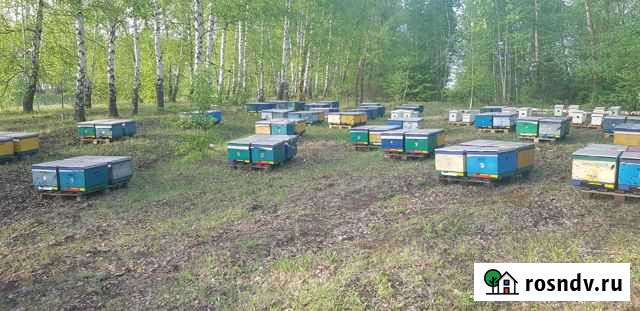 Мед натуральный с личной пасеки, мёд лесной Калуга - изображение 1