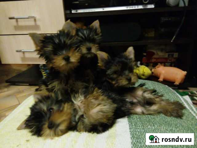 Йоркширский терьер Балаково - изображение 1