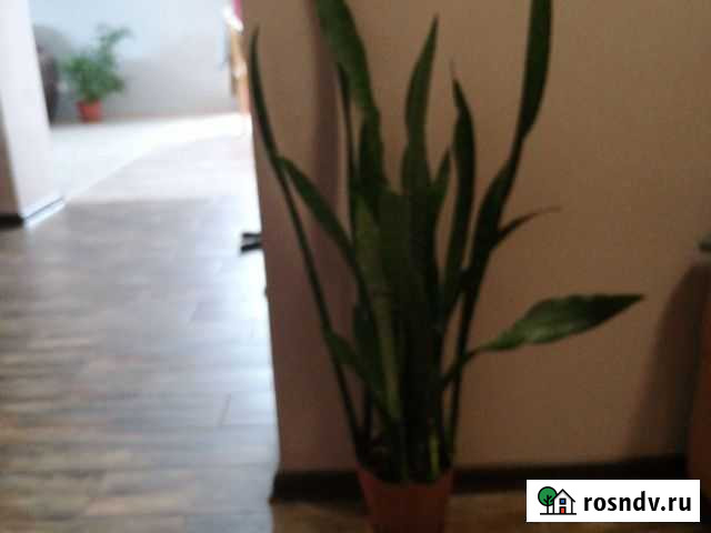 Сансевиерия Хабаровск - изображение 1