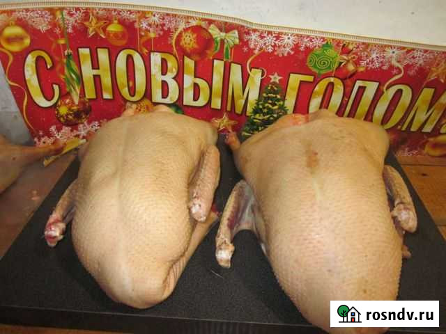 Новогодний гусь Пенза - изображение 1