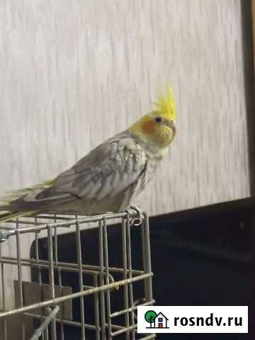 Попугай Москва - изображение 1