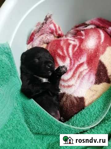 Собака Волгоград - изображение 1