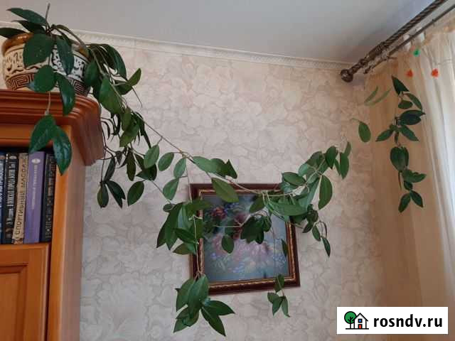 Хойя карноза очень ухоженная Тюмень - изображение 1