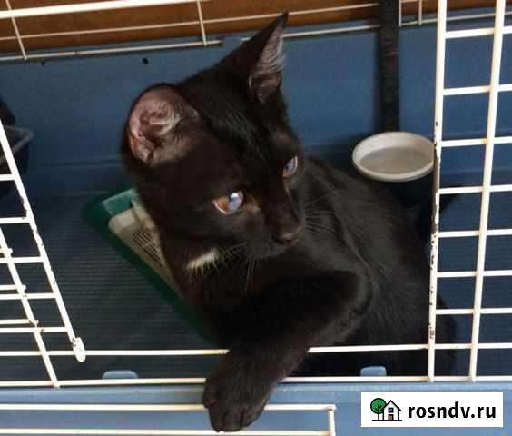 Особенный котенок 6мес. привит и кастрирован Кемерово - изображение 1