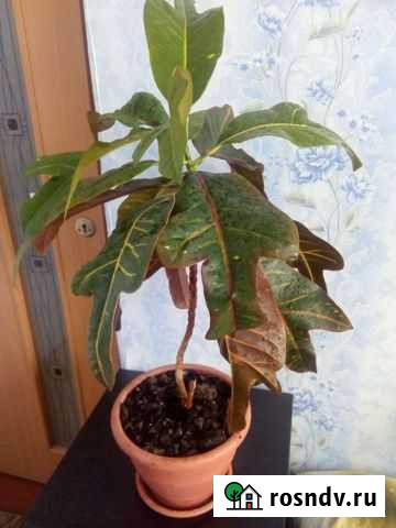 Кротон Новомосковск - изображение 1