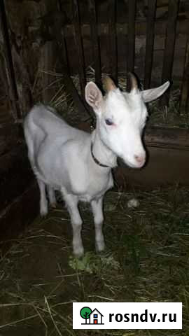 Коза дойная молочная Сосновый Бор - изображение 1