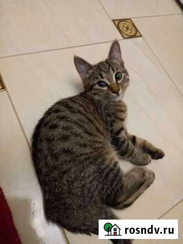 Кошки в добрые руки бесплатно Махачкала - изображение 1