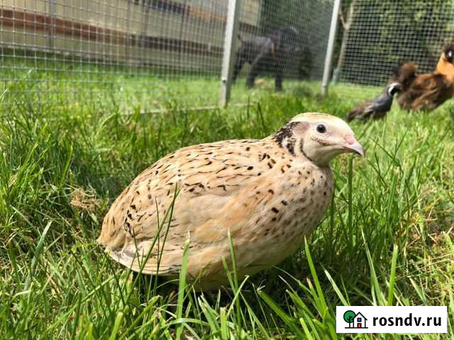 Перепела манчжкрские, техасы, фараоны Рязань - изображение 1