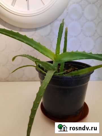 Столетник Щекино - изображение 1