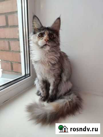 Мейн-кун Омск - изображение 1