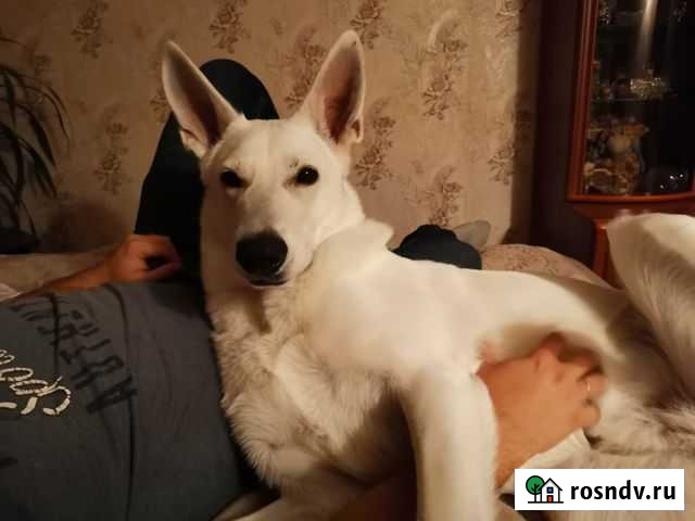 Мальчик бшо ищет девочку для вязки Ростов-на-Дону - изображение 1