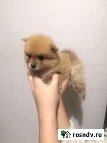 Померанский шпиц mini Курск - изображение 1