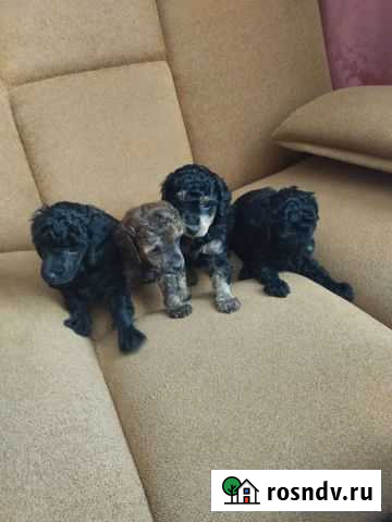 Щенки той пуделя Воронеж - изображение 1