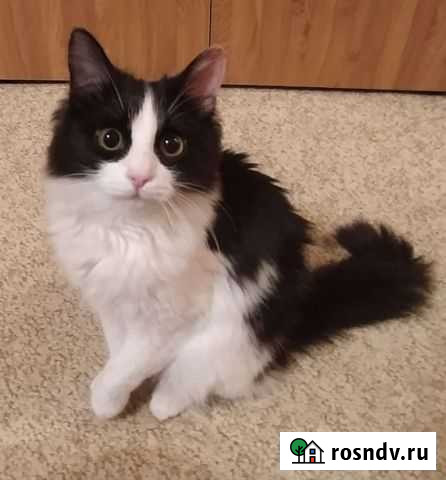 Кошка в добрые руки Камышин - изображение 1