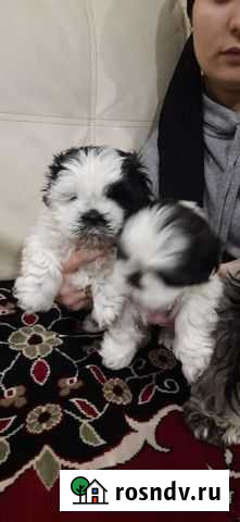 Щенки ши-тцу Курск - изображение 1