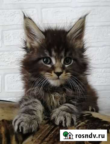 Мейн-кун Иркутск - изображение 1