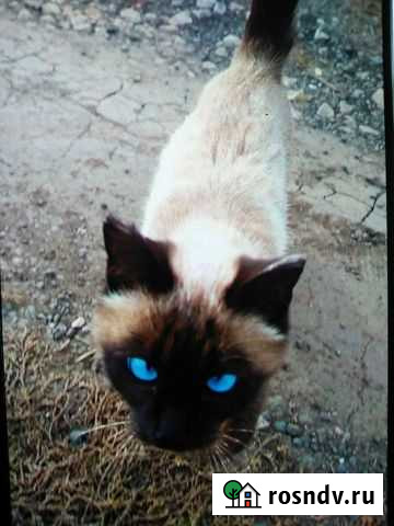 Кошки в добрые руки Самара - изображение 1