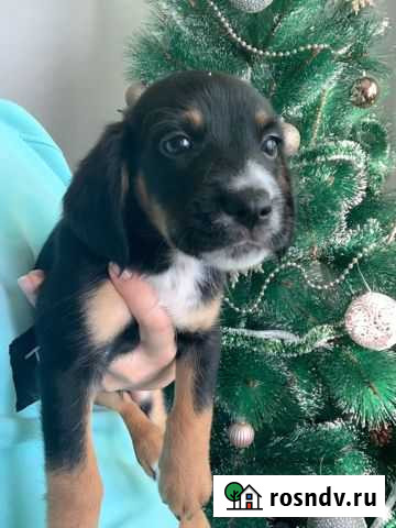 Спаниель Крымск - изображение 1