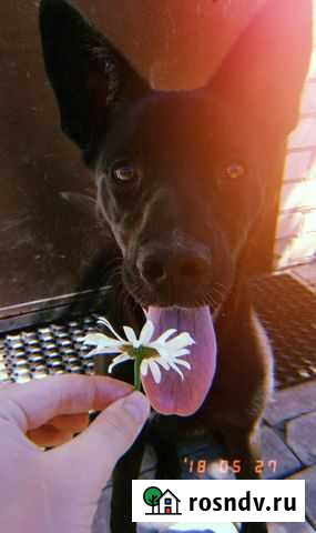 Собаки в дар бесплатно Воронеж - изображение 1