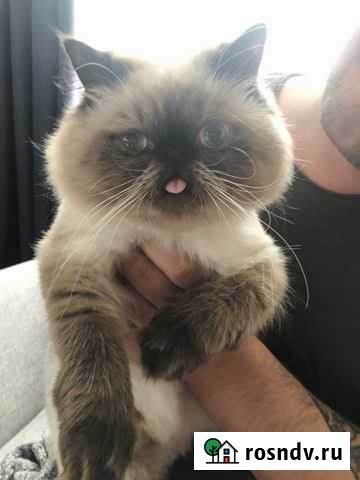 Персидская кошка ищет кота на вязку Яблоновский - изображение 1