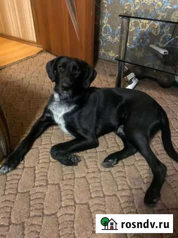 Собака Петропавловск-Камчатский - изображение 1