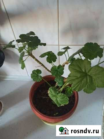 Комнатные цветы герань Благовещенск - изображение 1