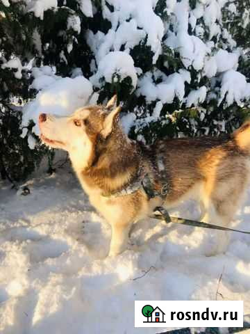 Собака Псков - изображение 1