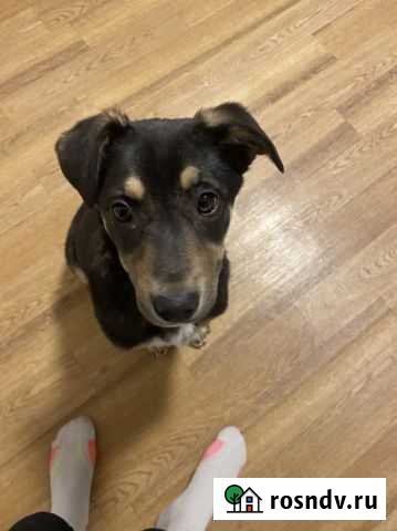 Собака Балашиха - изображение 1