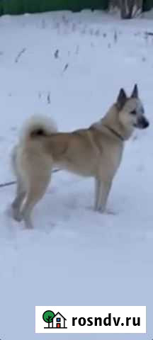 Западно сибирская лайка Муслюмово - изображение 1