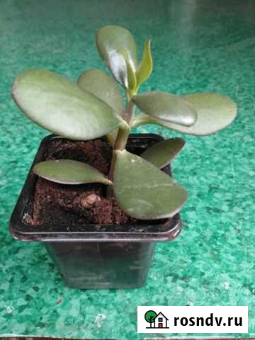 Денежное дерево-Крассула,15 шт Тула - изображение 1