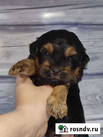 Йоркширский терьер Лабытнанги - изображение 1