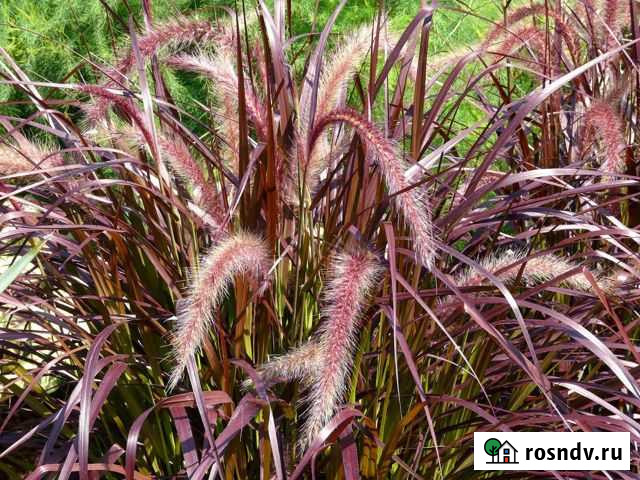 Пеннисетум перистый Сочи - изображение 1