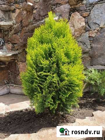 Туий елки маживельник кипарис Дербент - изображение 1
