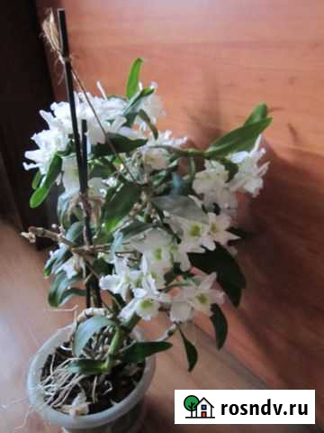 Дендробиум Клинцы - изображение 1