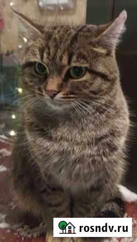 Европейская Казань - изображение 1