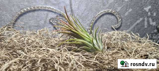 Тилландсии Тула - изображение 1