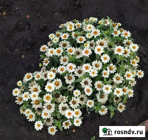 Семена цинии захара Альметьевск - изображение 1