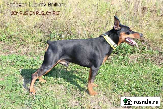 Кобель из питомника на вязки Обнинск - изображение 1