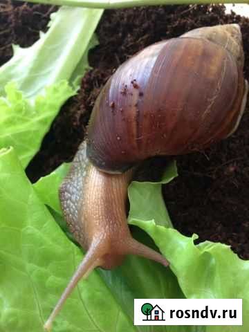 Отдам улитят ахатин Санкт-Петербург - изображение 1