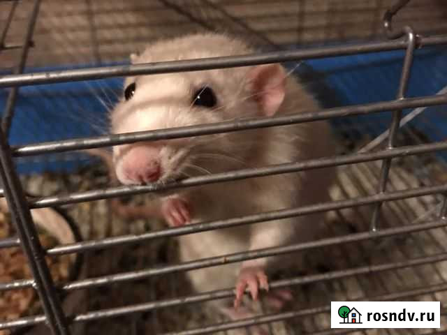 Крыса белая Муром - изображение 1