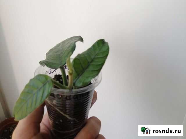 Хойя Виллоза cao dang Верхняя Пышма - изображение 1