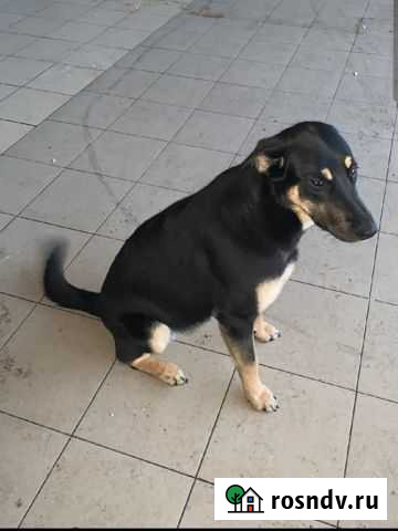 Молодая собака из приюта ищет хозяев Пермь - изображение 1