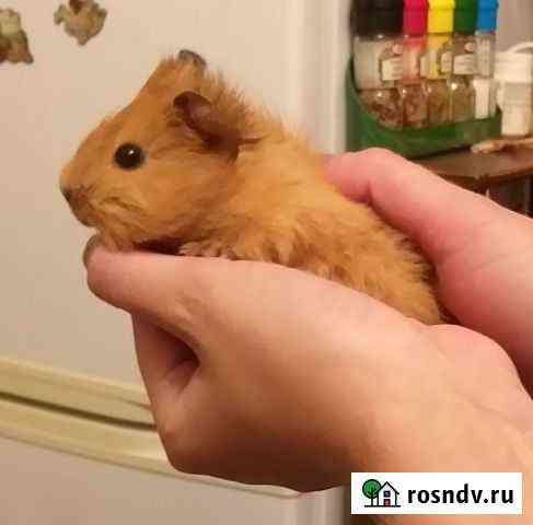 Морские свинки Редкий малыш Дрейг Краснодар