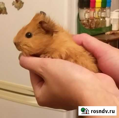 Морские свинки Редкий малыш Дрейг Краснодар - изображение 1