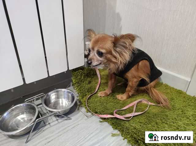 Собака в добрые руки маленькие Тамбов - изображение 1